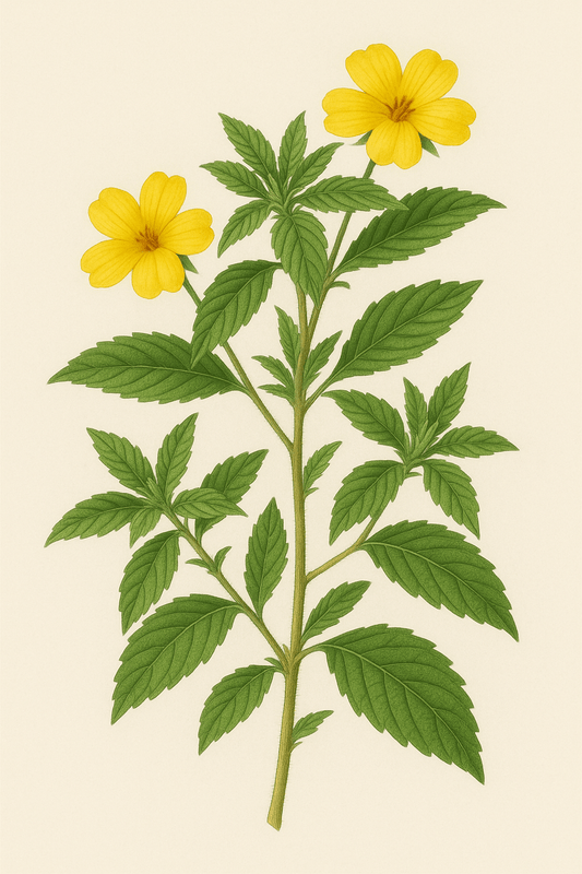 The Future of Tobacco Alternatives: Why Damiana is Becoming More Popular - Blowie